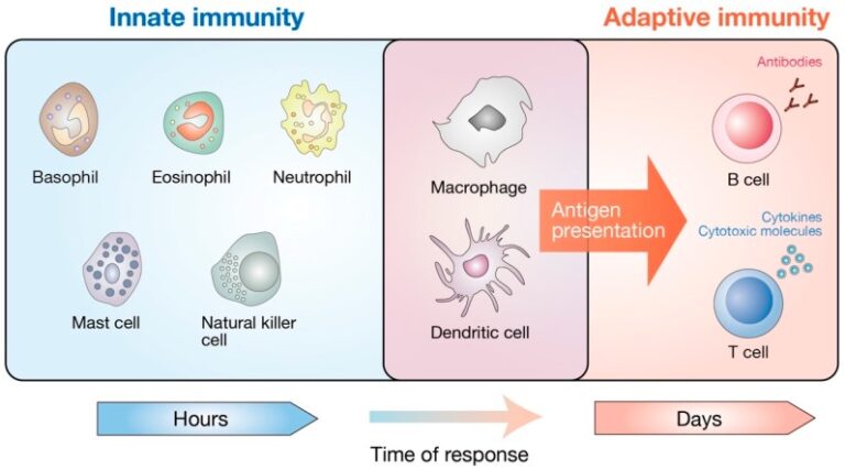 Immune-System-1-768x427-1